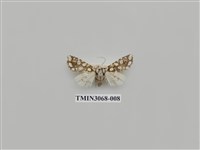 藏品(夜蛾829)的圖片